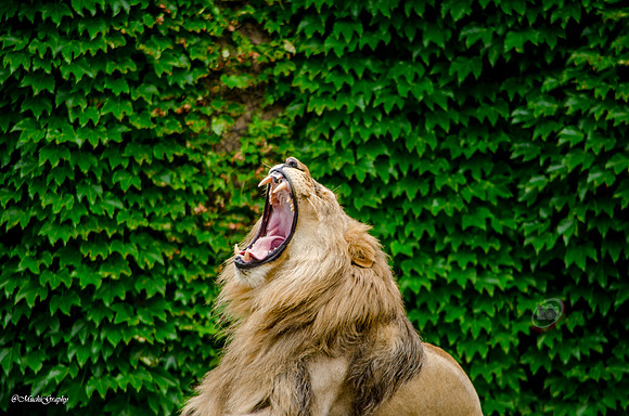 Lion Roar