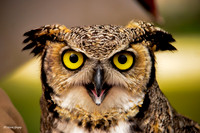 The Owl