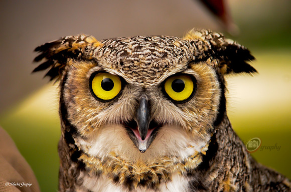 The Owl
