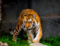 The Tiger