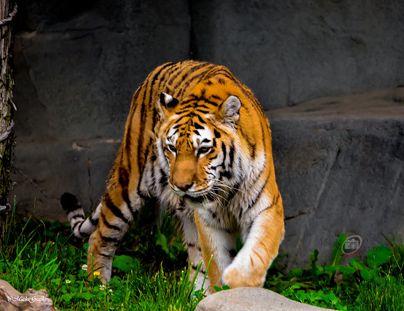 The Tiger