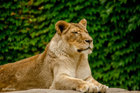 Wildlife