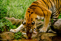 The Tiger